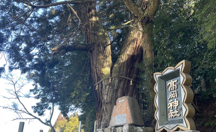 髙岡神社の平安杉