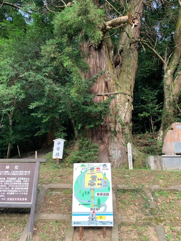 御神木と順路案内看板