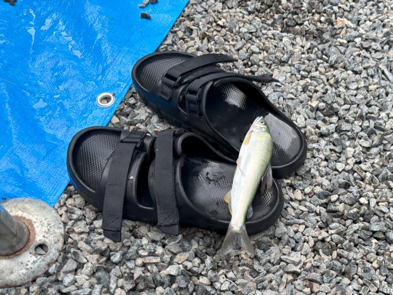 サンダルの上に飛び跳ねた鮎
