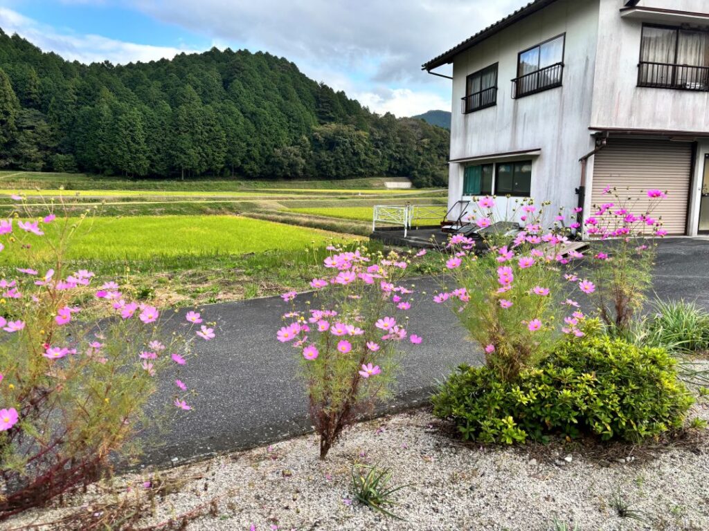 道端に咲いたコスモスの花